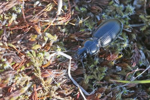 Réf. 243 982 : Pterostichus madidus